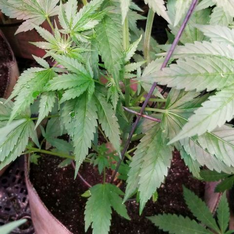 Apex growlog timeline photo