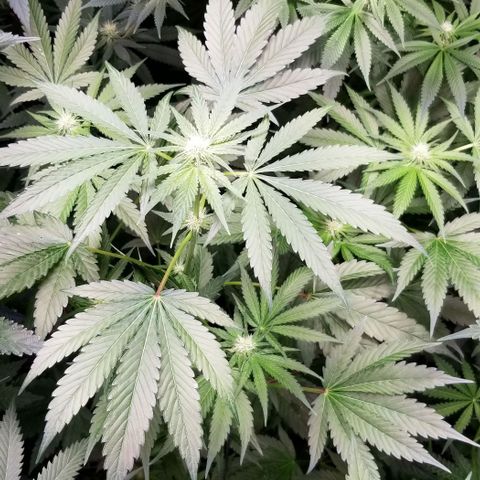Apex growlog timeline photo