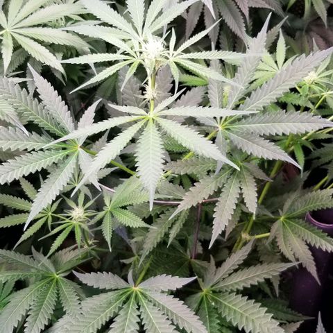BBC x MAC1 growlog timeline photo