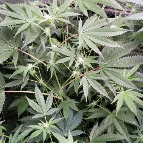 BBC x MAC1 growlog timeline photo