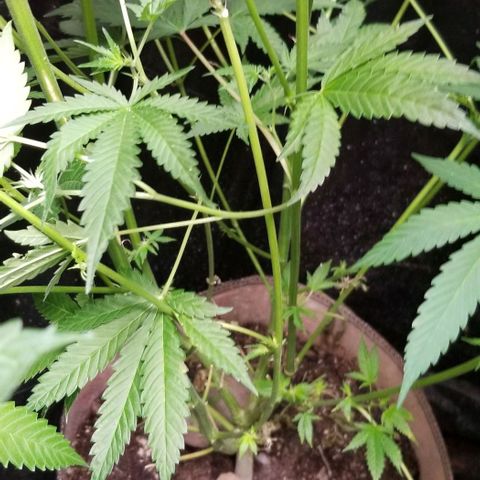BBC x MAC1 growlog timeline photo