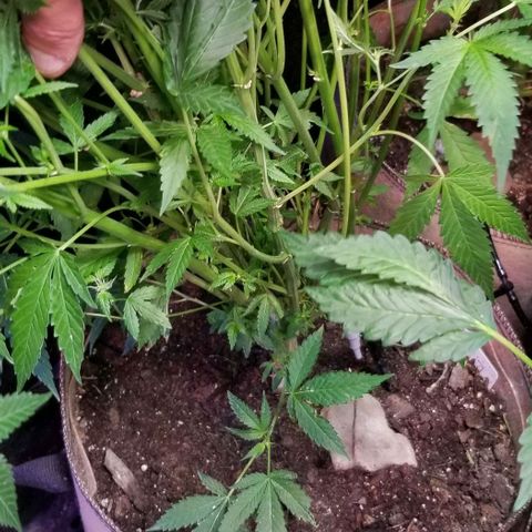 BBC x MAC1 growlog timeline photo