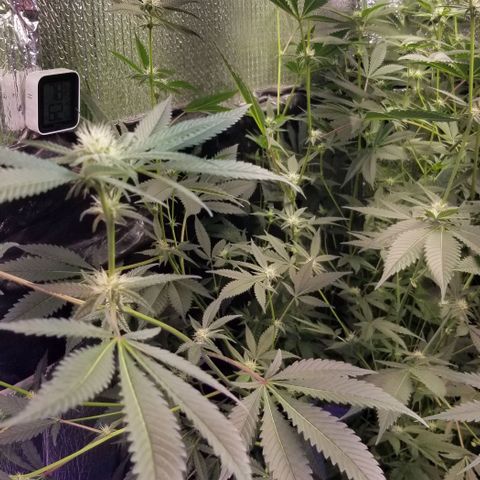BBC x MAC1 growlog timeline photo