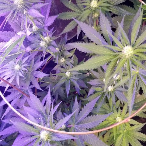 Pineapple Express  growlog photo: Pineapple Chunk 