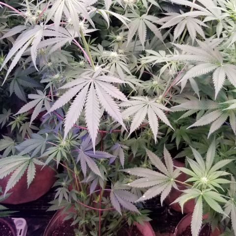 Pineapple Express  growlog timeline photo