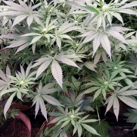 Pineapple Express  growlog timeline photo