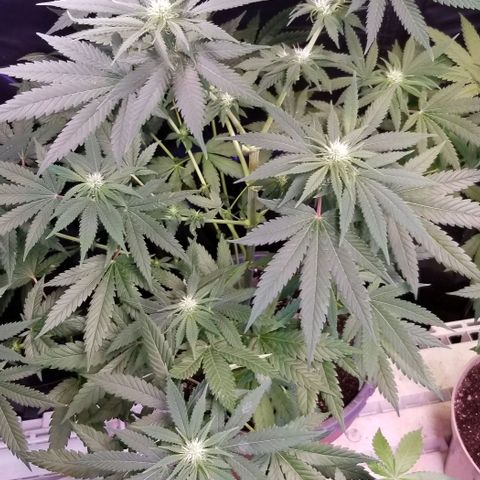 Pineapple Express  growlog timeline photo