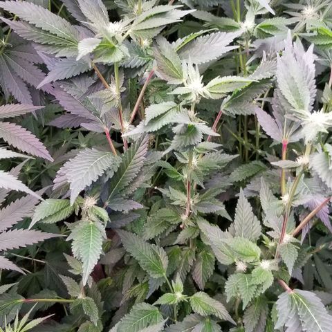 Dosidos Fortune Cookies growlog timeline photo