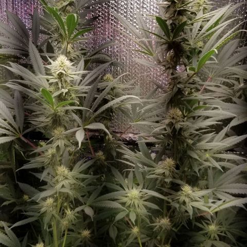 Sour Diesel growlog timeline photo