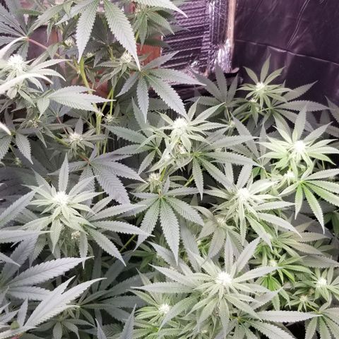 Sour Diesel growlog timeline photo