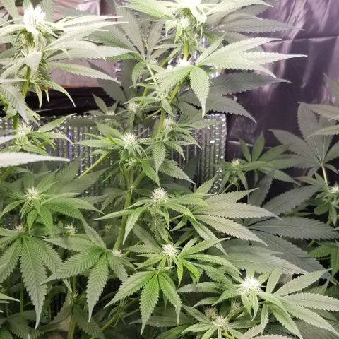 Sour Diesel growlog timeline photo