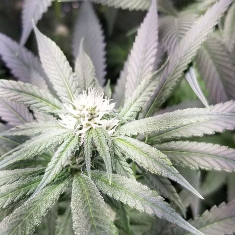 Sour Diesel growlog timeline photo