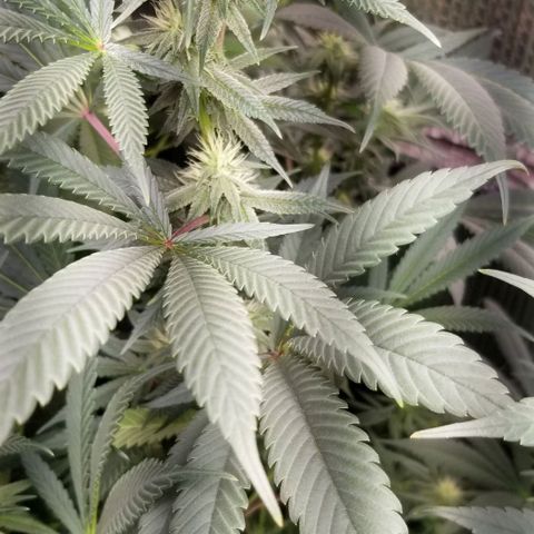 Sour Diesel growlog timeline photo