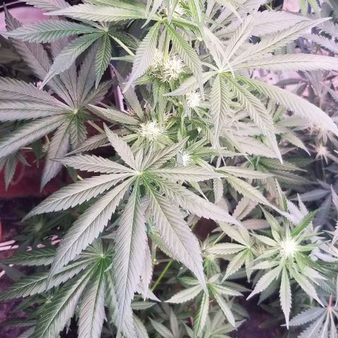 GMO x Purple Sweets growlog photo: Slusherz 