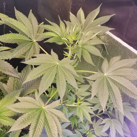 GMO x Purple Sweets growlog photo: P NB