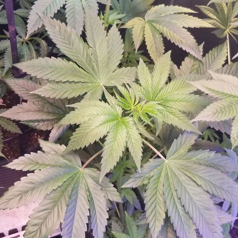 GMO x Purple Sweets growlog photo: Vanilla Frosting og kush