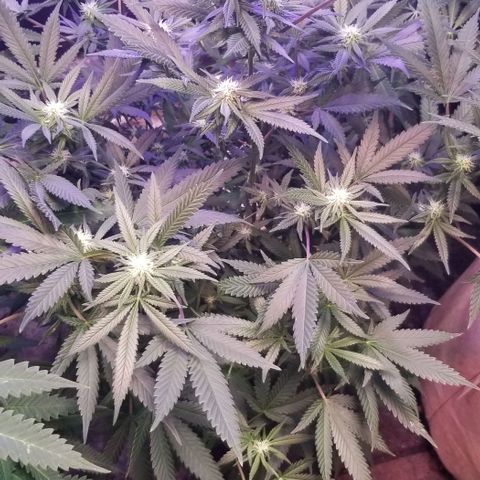 Jr Mints x MAC1 growlog timeline photo