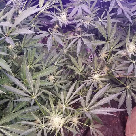 Jr Mints x MAC1 growlog timeline photo
