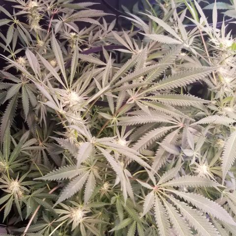 Jr Mints x MAC1 growlog timeline photo