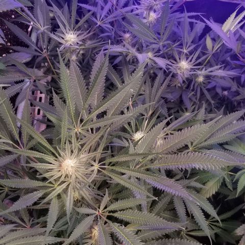 Jr Mints x MAC1 growlog timeline photo