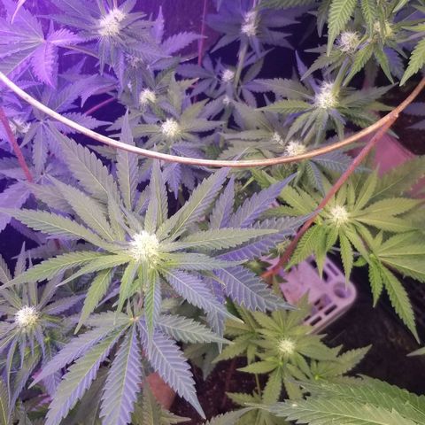 Pineapple Express  growlog photo:  Chunk 
