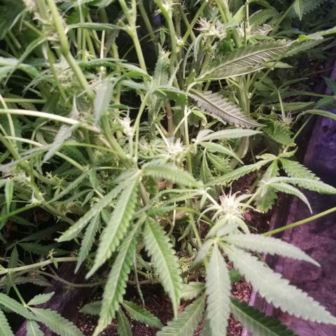 Jr Mints x MAC1 growlog timeline photo