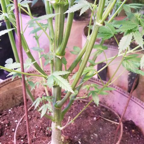 Pineapple Express  growlog timeline photo