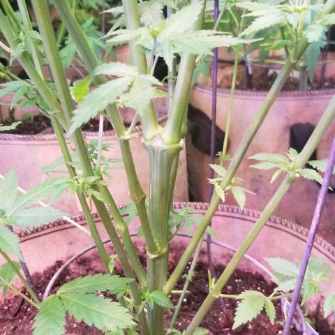 Pineapple Express  growlog timeline photo