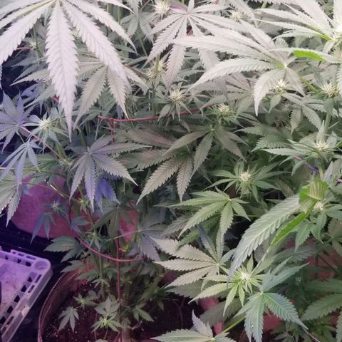 Pineapple Express  growlog timeline photo