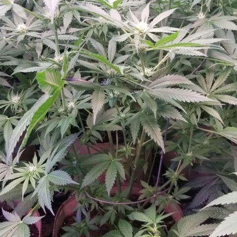 Pineapple Express  growlog timeline photo