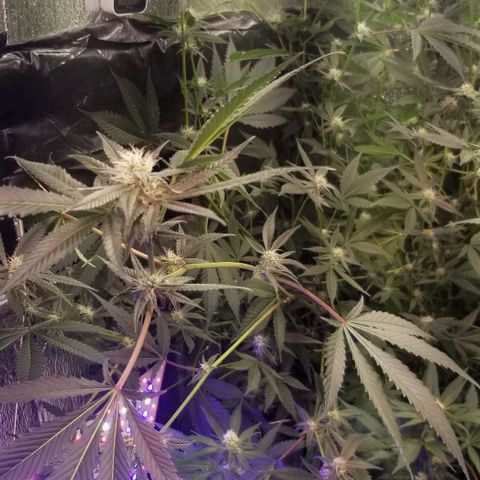 BBC x MAC1 growlog timeline photo