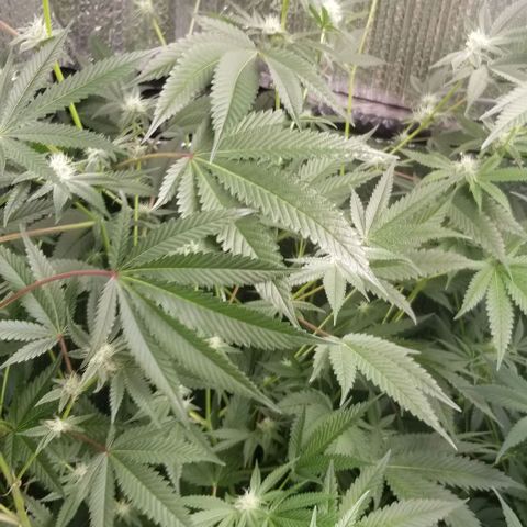 BBC x MAC1 growlog timeline photo