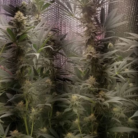 Sour Diesel growlog timeline photo