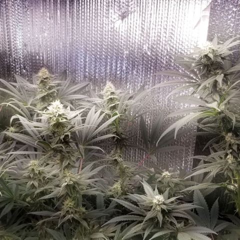 Sour Diesel growlog timeline photo