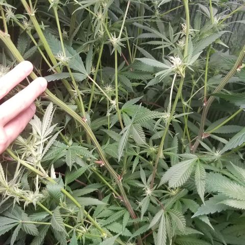Sour Diesel growlog timeline photo
