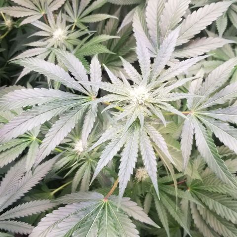 Apex growlog timeline photo