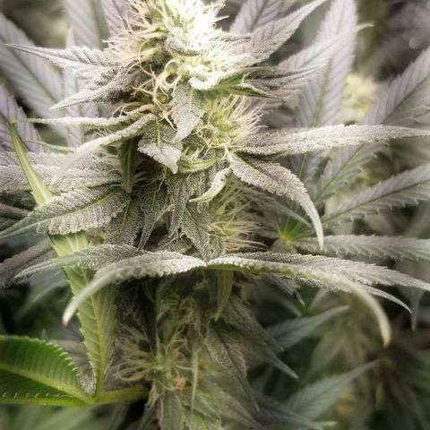 Sour Diesel growlog timeline photo