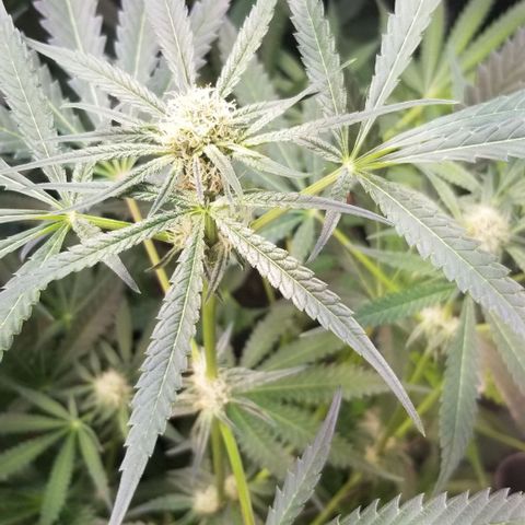 BBC x MAC1 growlog photo: Jr Mint BBC 