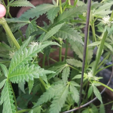 BBC x MAC1 growlog timeline photo