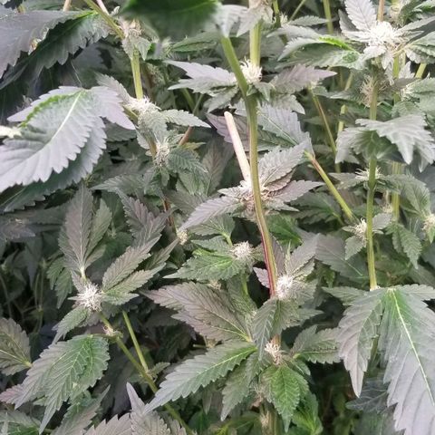 Dosidos Fortune Cookies growlog timeline photo