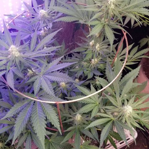 Pineapple Express  growlog photo: Chunk 