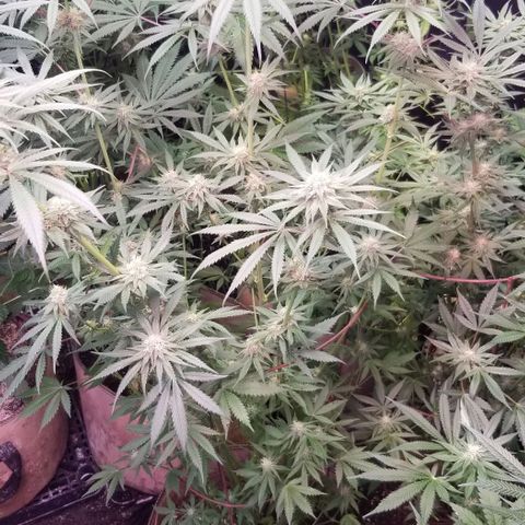 Pineapple Express  growlog timeline photo