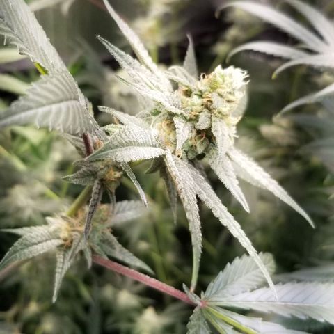BBC x MAC1 growlog timeline photo