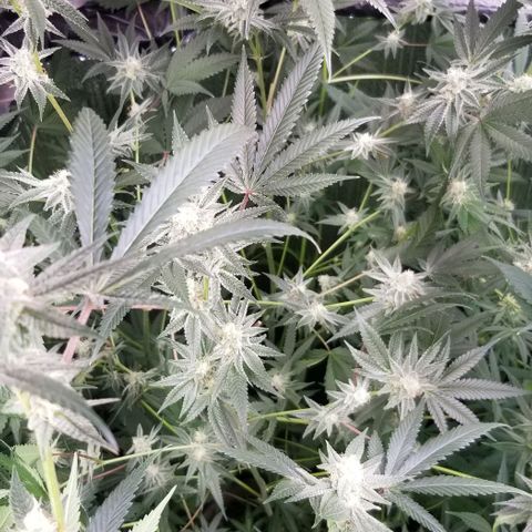 BBC x MAC1 growlog timeline photo