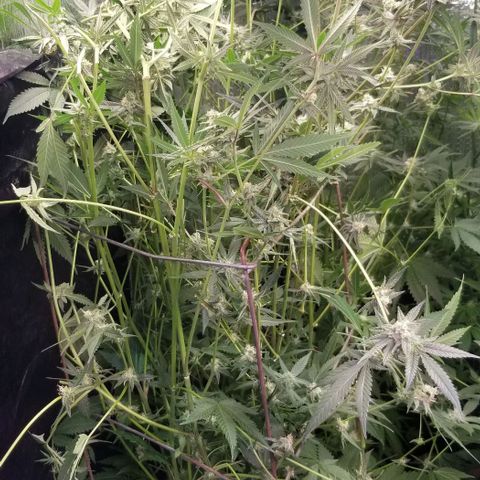 BBC x MAC1 growlog timeline photo