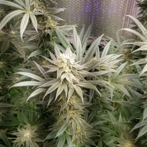 Sour Diesel growlog timeline photo