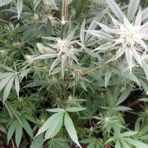 Sour Diesel growlog timeline photo