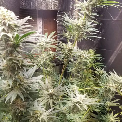Sour Diesel growlog timeline photo
