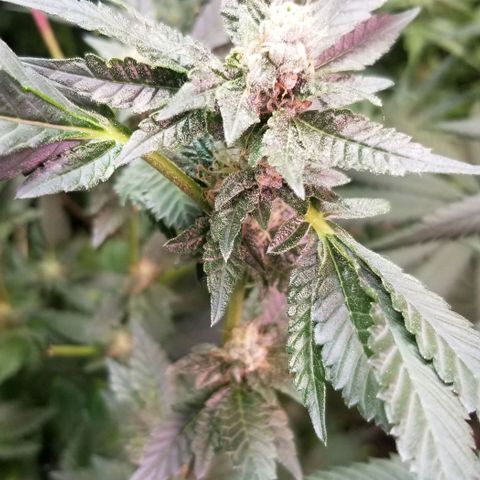 Dosidos Fortune Cookies growlog timeline photo