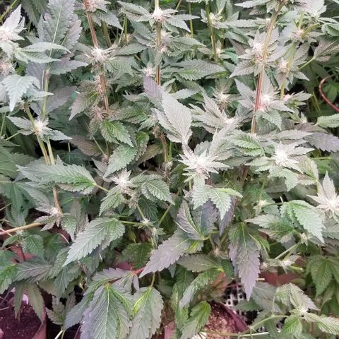 Dosidos Fortune Cookies growlog timeline photo